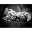 Afbeelding in Gallery Viewer laden, Kitty - 1000 stukjes