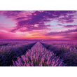 Afbeelding in Gallery Viewer laden, Lavender Field - 1000 stukjes