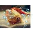 Afbeelding in Gallery Viewer laden, Mes Premiers Triops