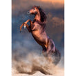 Afbeelding in Gallery Viewer laden, Wild Red Stallion - 500 stukjes
