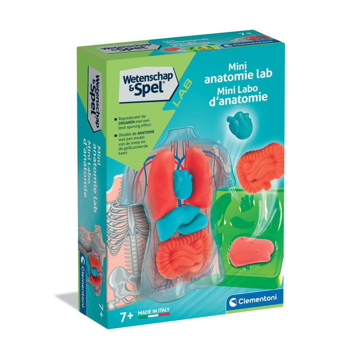 Anatomy of the Skeleton and Organs