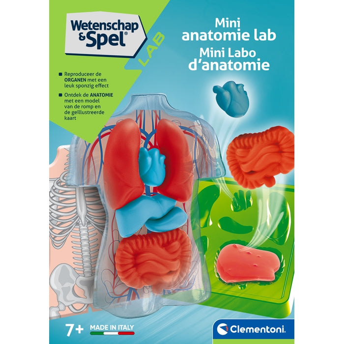 Anatomy of the Skeleton and Organs