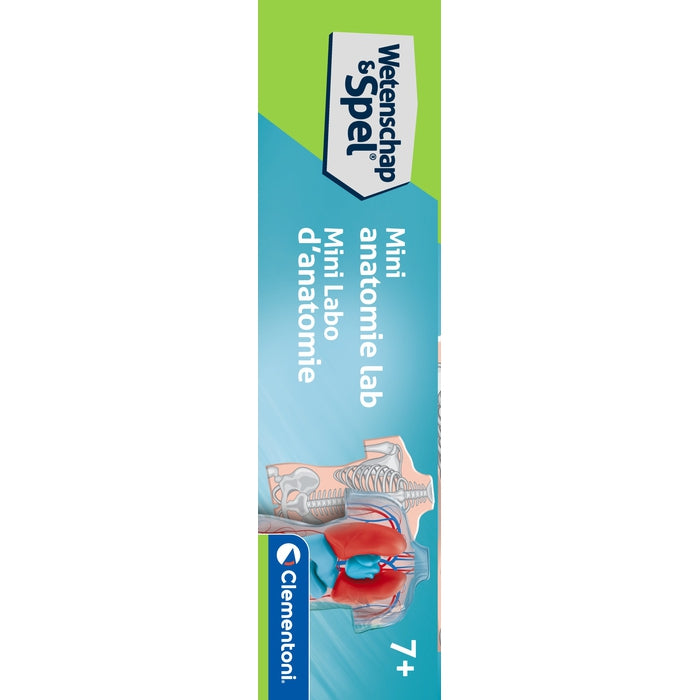 Anatomy of the Skeleton and Organs