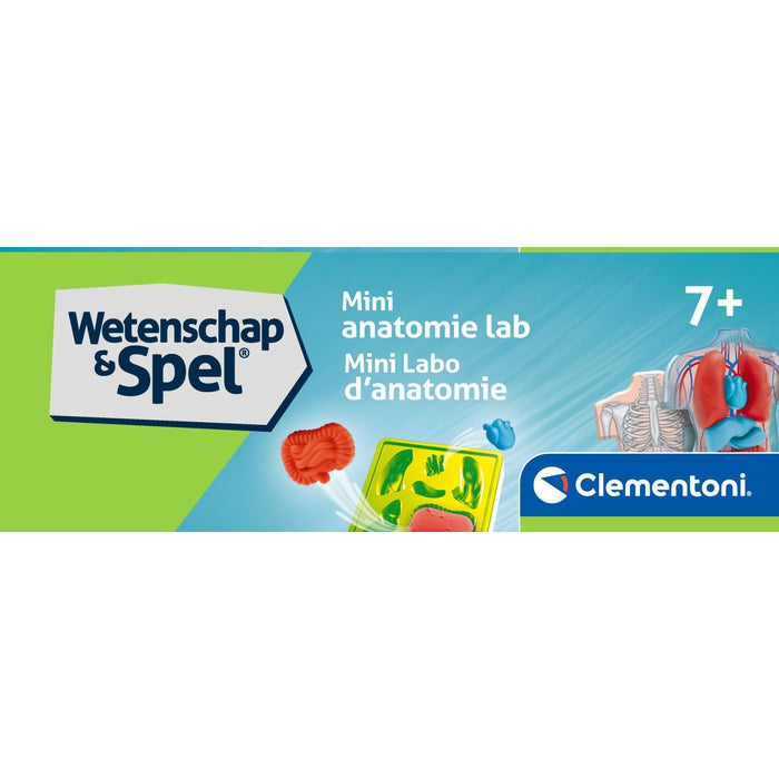 Anatomy of the Skeleton and Organs