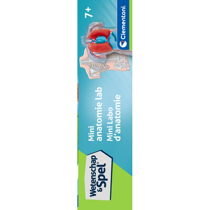 Anatomy of the Skeleton and Organs