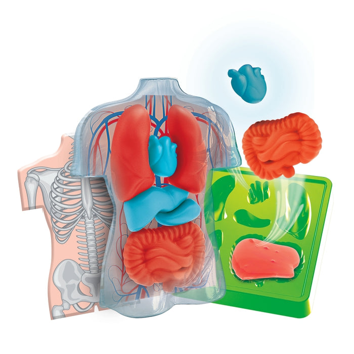 Anatomy of the Skeleton and Organs