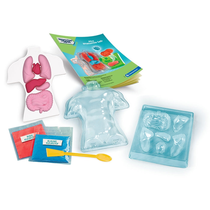 Anatomy of the Skeleton and Organs