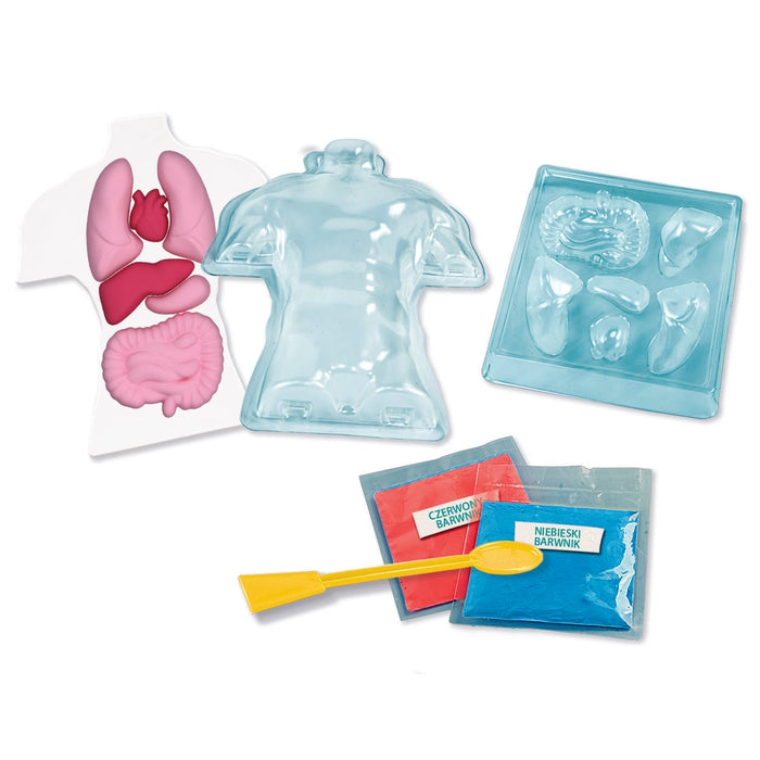 Anatomy of the Skeleton and Organs